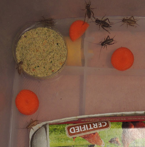 Cricket King - How to store your crickets, Cricket Storage
